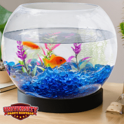 Photos20for20UPR20Website20 202025 10 20T153902.720 176098923 1 Make Your Own Fish Tank