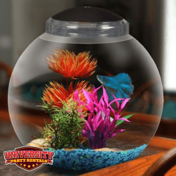 Photos20for20UPR20Website20 202025 10 20T153919.515 176098923 1 Make Your Own Fish Tank