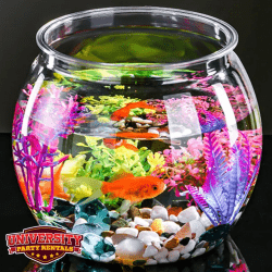 Photos20for20UPR20Website20 202025 10 20T154011.100 176098923 1 Make Your Own Fish Tank
