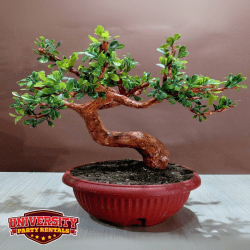 Photos20for20UPR20Website20 202025 10 20T154318.019 176098944 1 DIY Bonsai Tree