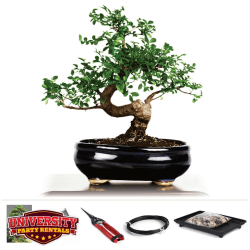 Photos20for20UPR20Website20 202025 10 20T154335.320 176098944 3 Bonsai Tree