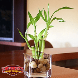 Photos20for20UPR20Website20 202025 10 20T160002.571 176099059 1 DIY Bamboo Scapes