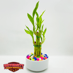 Photos20for20UPR20Website20 202025 10 20T160258.064 176099059 1 DIY Bamboo Scapes